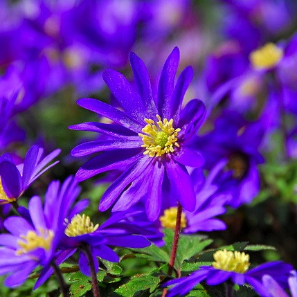 Anemone blanda 'Blue Shades', Grecian Windflowers